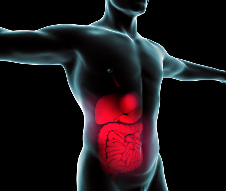 Hashimoto’s and the Gut